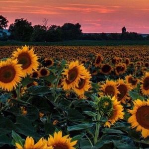 Meet your Posher, Payton